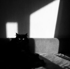 Portrait of cat sitting on floor at home