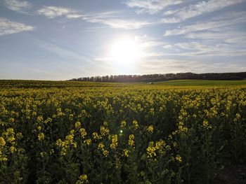 Scenic view of yellow flowers growing on field against sky