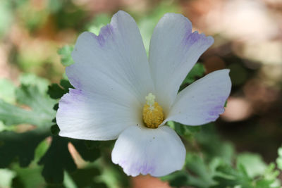 Close-up of purple flower