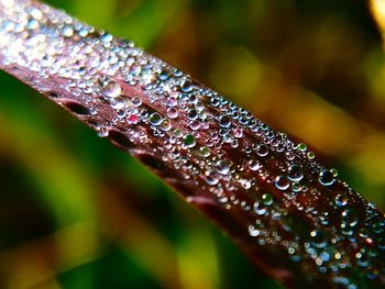 Close-up of raindrops on leaf