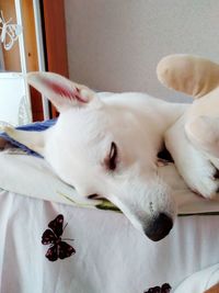 White dog.shepherd.sleeping on the bed.