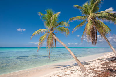 Tropical paradise beach with white sand and coconut palms on saona island in dominican republic. 