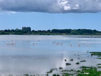 View of birds in lake
