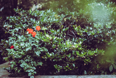 Close-up of plants
