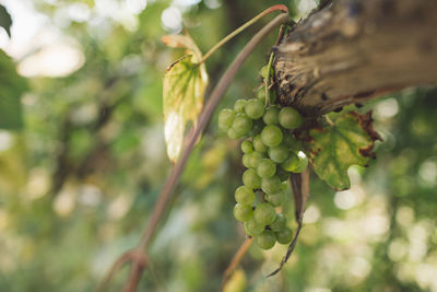 Close-up of grapes growing in vineyard