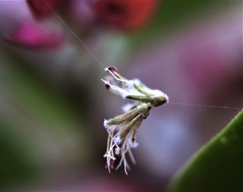 Close-up of insect on plant