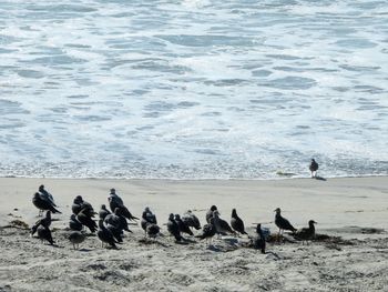 Flock of birds on beach