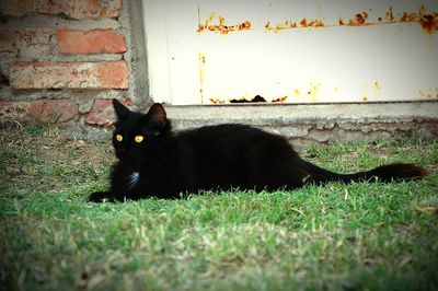 Portrait of black cat sitting on grass