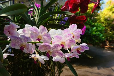 Close-up of pink orchids blooming outdoors