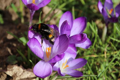 Close-up of honey bee on purple flower