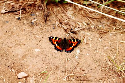 High angle view of butterfly on field