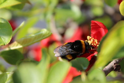 Close-up of red flower