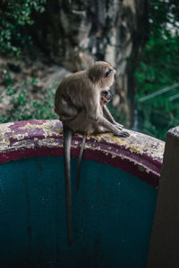 Monkey looking away