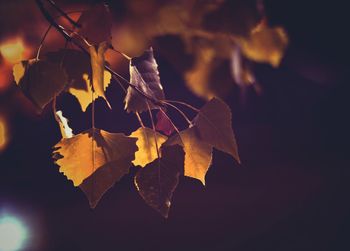 Close-up of autumn leaf at night