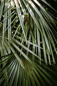 Full frame shot of bamboo plants