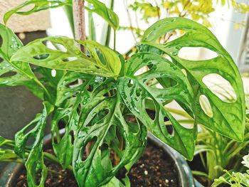 Close-up of dew drops on potted plant