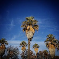 Low angle view of palm tree against sky