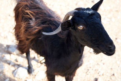 Close-up of goat on field