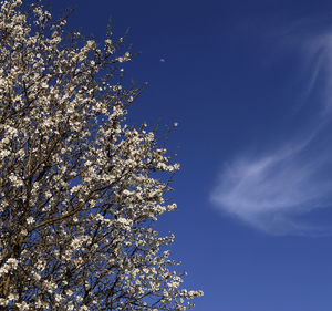 Low angle view of cherry tree against blue sky