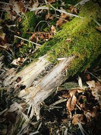 High angle view of plants growing on field in forest