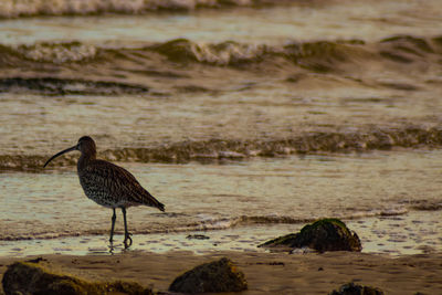 Bird perching on a rock