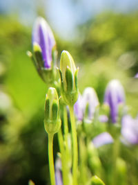 Close-up of purple flower buds on field