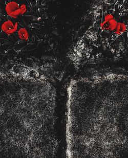 Close-up of red flowers