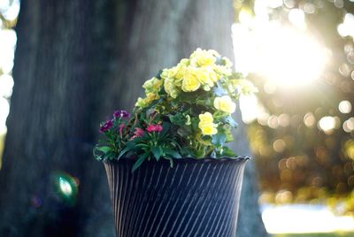 Close-up of flowers against blurred background