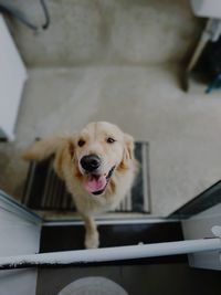 High angle view of dog at home