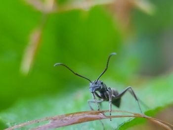 Close-up of insect