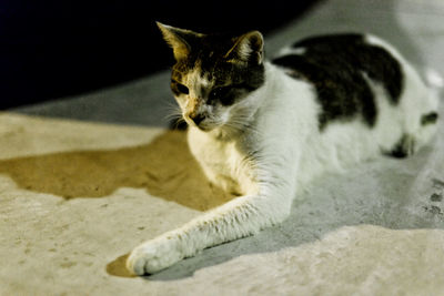 Close-up of cat sitting