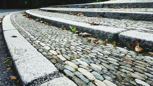 Dog on cobblestone