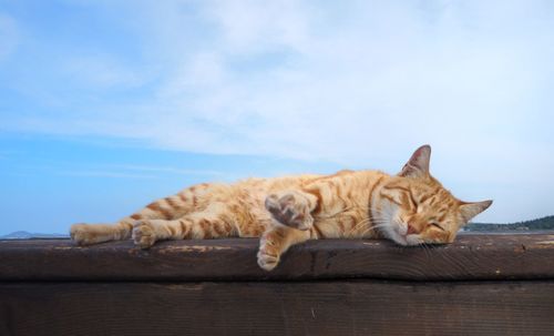 Cat sleeping on wood against sky