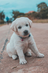 Portrait of cute puppy