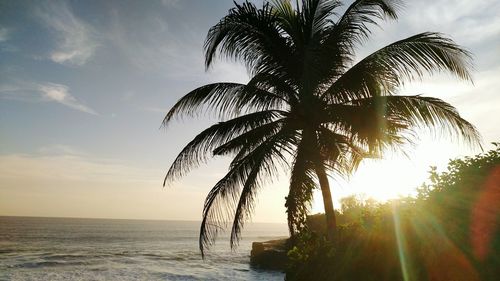 Silhouette palm trees at beach during sunset