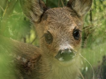 Close-up portrait of deer