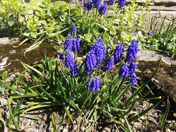 High angle view of purple flowering plants