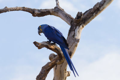 Low angle view of bird perching on tree against sky