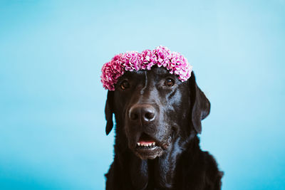 Close-up portrait of a dog