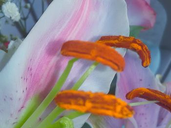 Close-up of pink flower blooming in park