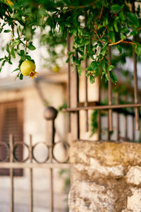 Close-up of plant growing against fence