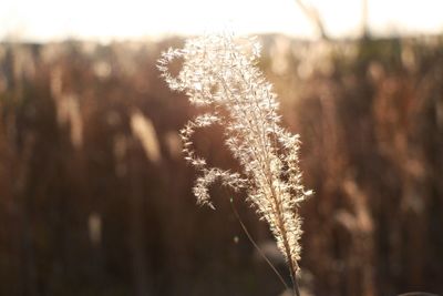 Close-up of plant against blurred background