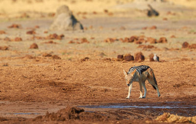 Jackal walking on field