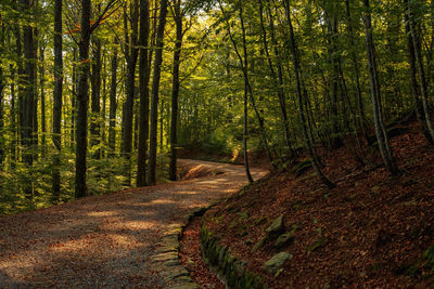 Trees growing in forest