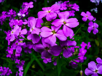 Close-up of pink flowering plants