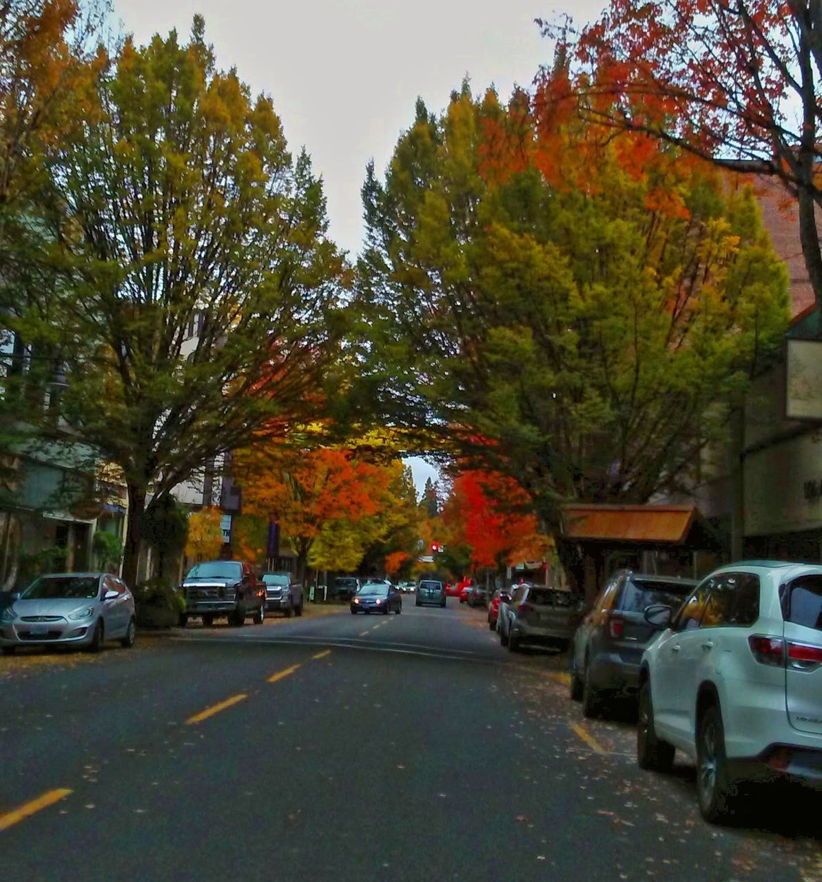 mode of transportation, car, motor vehicle, transportation, tree, land vehicle, plant, autumn, change, city, road, direction, street, nature, the way forward, day, architecture, no people, outdoors, growth, fall