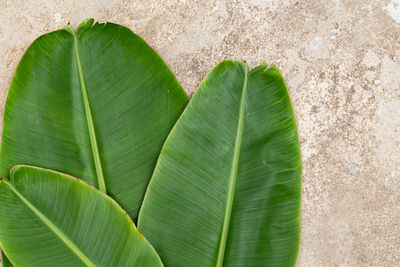 Close-up of green leaves