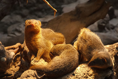 High angle view of mongooses on rock at zoo