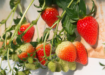 Close-up of strawberries