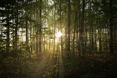 Sunlight streaming through trees in forest